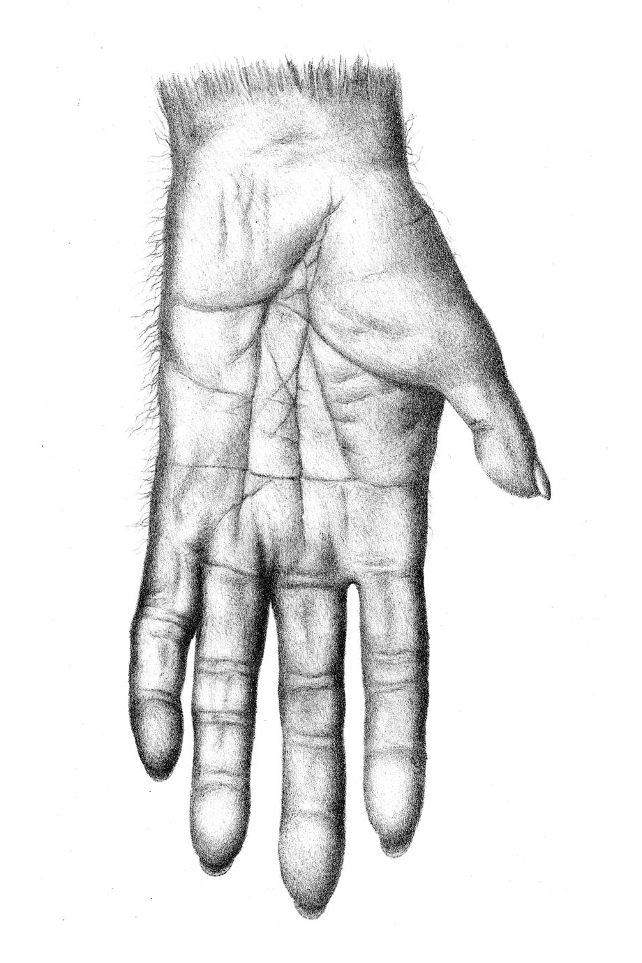 Artist rendition of a modern chimpanzee hand.